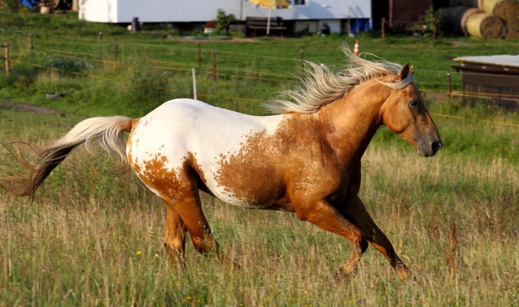 Indignation - Palomino Blanket Appaloosa Stallion